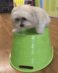 Shake Robot